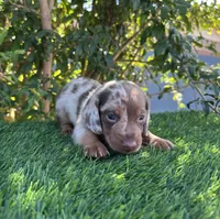 LUXIO , a male Miniature Dachshund for sale in Ontario, CA – 2 of 5