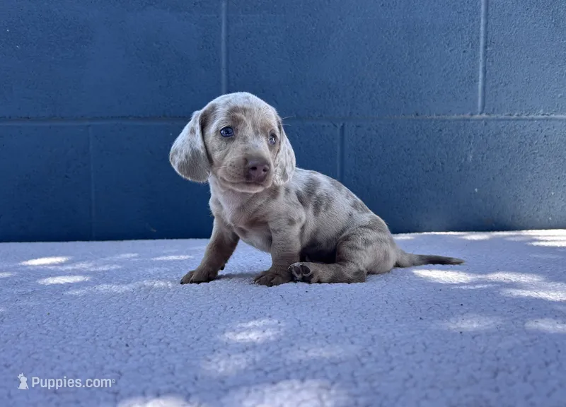 OLAF – Miniature Dachshund puppy for sale in Ontario, CA