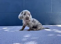 ❄️DOMINO❄️, a male Miniature Dachshund for sale in Ontario, CA – 1 of 9