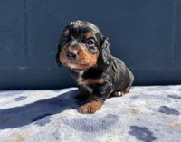 Teddy, a male Miniature Dachshund for sale in Ontario, CA – 1 of 6