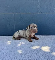 🥜PEANUT 🥜 tiny & blue eyes, a male Miniature Dachshund for sale in Ontario, CA – 3 of 9