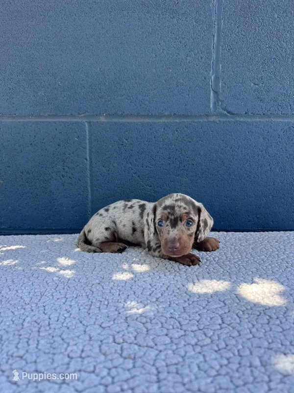 🥜PEANUT 🥜 – Miniature Dachshund puppy for sale in Ontario, CA