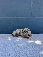 🥜PEANUT 🥜 tiny & blue eyes, a male Miniature Dachshund for sale in Ontario, CA – 6 of 9
