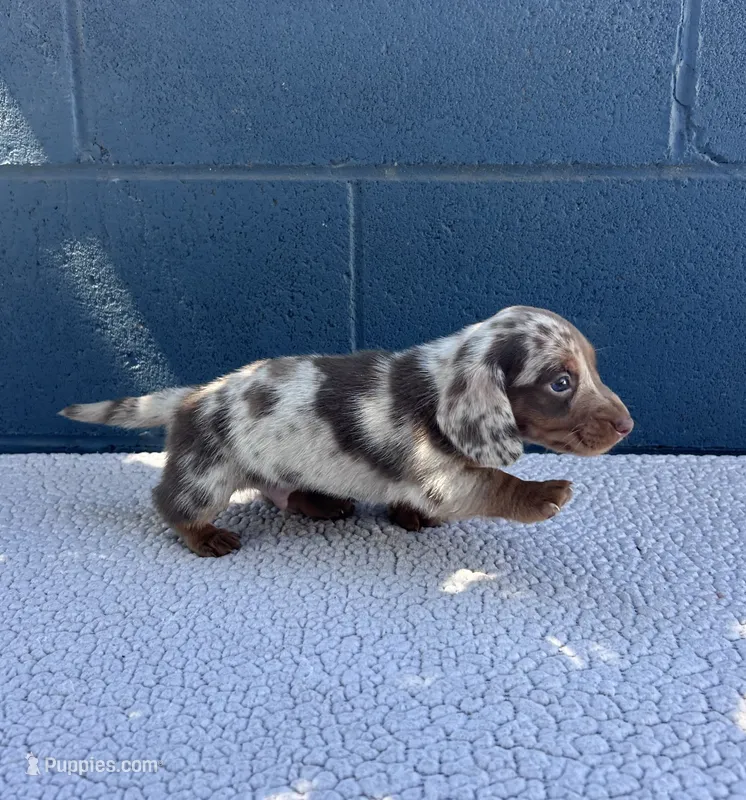 LUXIO  – Miniature Dachshund puppy for sale in Ontario, CA