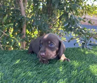 HERSHEY, a female Miniature Dachshund for sale in Ontario, CA – 4 of 5