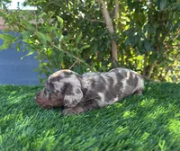 DARLA, a female Miniature Dachshund for sale in Ontario, CA – 4 of 5