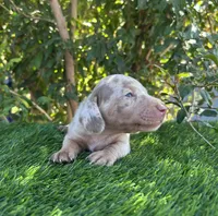 OLAF, a male Miniature Dachshund for sale in Ontario, CA – 4 of 5