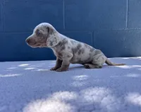 ❄️DOMINO❄️, a male Miniature Dachshund for sale in Ontario, CA – 4 of 9