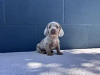 ❄️DOMINO❄️, a male Miniature Dachshund for sale in Ontario, CA – 6 of 9