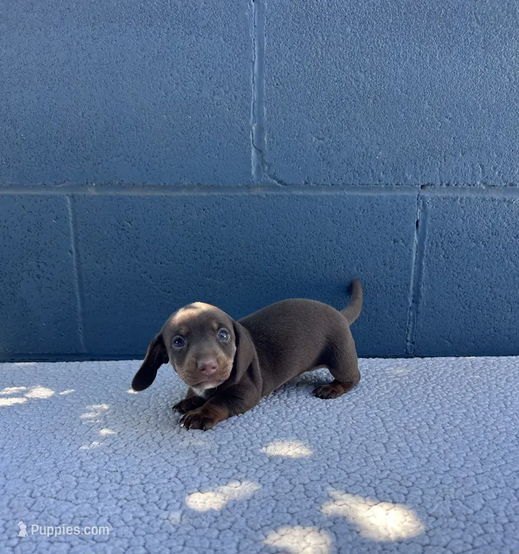 HERSHEY – Miniature Dachshund puppy for sale in Ontario, CA