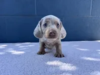 ❄️DOMINO❄️, a male Miniature Dachshund for sale in Ontario, CA – 2 of 9