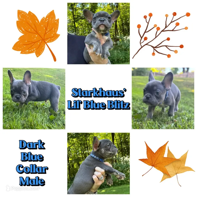 Starkhaus' Lil' Blue Blitz – French Bulldog puppy for sale in Pomfret Center, CT