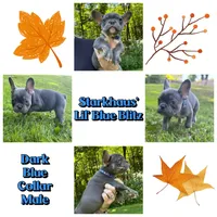 Starkhaus' Lil' Blue Blitz, a male French Bulldog for sale in Pomfret Center, CT – 1 of 1