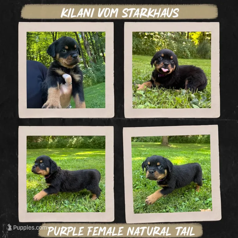 Kilani Vom Starkhaus – Rottweiler puppy for sale in Pomfret Center, CT