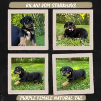 Kilani Vom Starkhaus, a female Rottweiler for sale in Pomfret Center, CT – 1 of 1