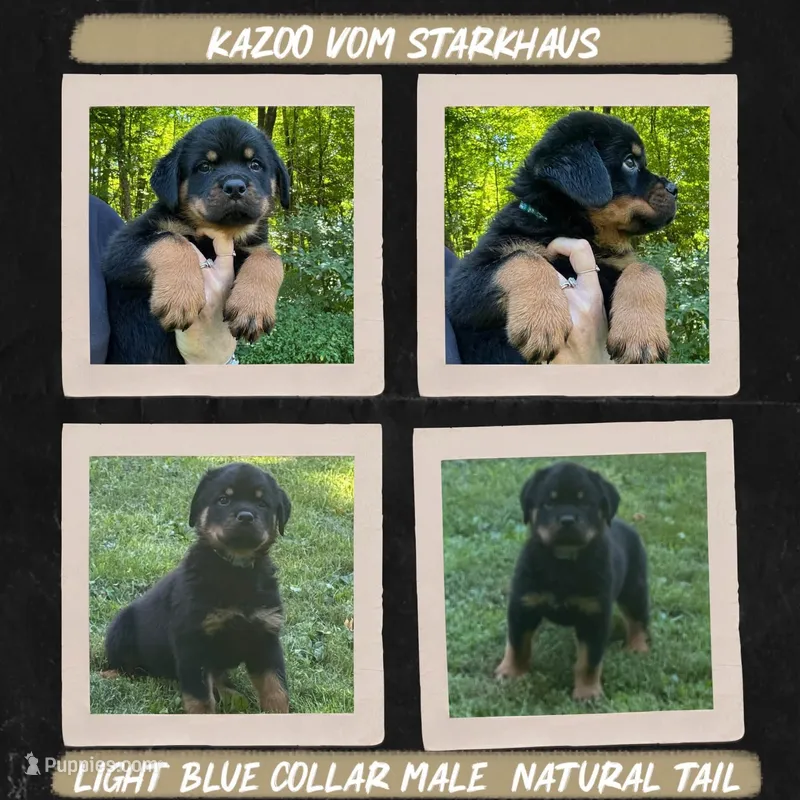 Kazoo Vom Starkhaus  – Rottweiler puppy for sale in Pomfret Center, CT