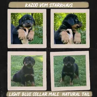 Kazoo Vom Starkhaus , a male Rottweiler for sale in Pomfret Center, CT – 1 of 1
