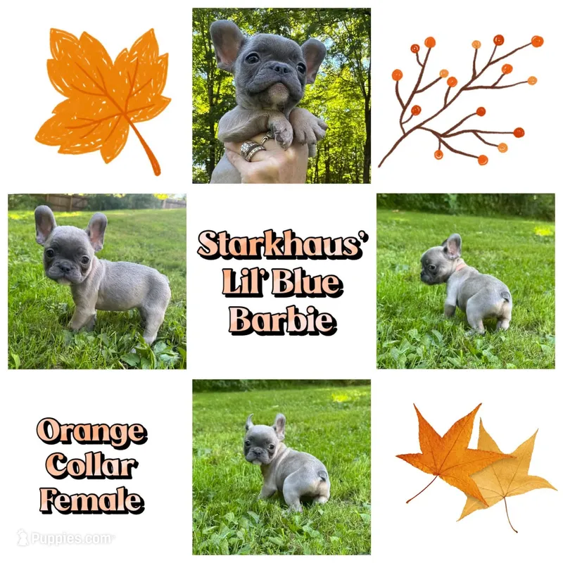 Starkhaus' Lil' Blue Barbie – French Bulldog puppy for sale in Pomfret Center, CT