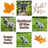 Starkhaus' Lil' Blue Barbie, a female French Bulldog for sale in Pomfret Center, CT – 1 of 1