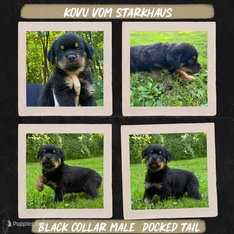 Kovu Vom Starkhaus  – Rottweiler puppy for sale in Pomfret Center, CT