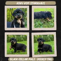 Kovu Vom Starkhaus , a male Rottweiler for sale in Pomfret Center, CT – 1 of 1