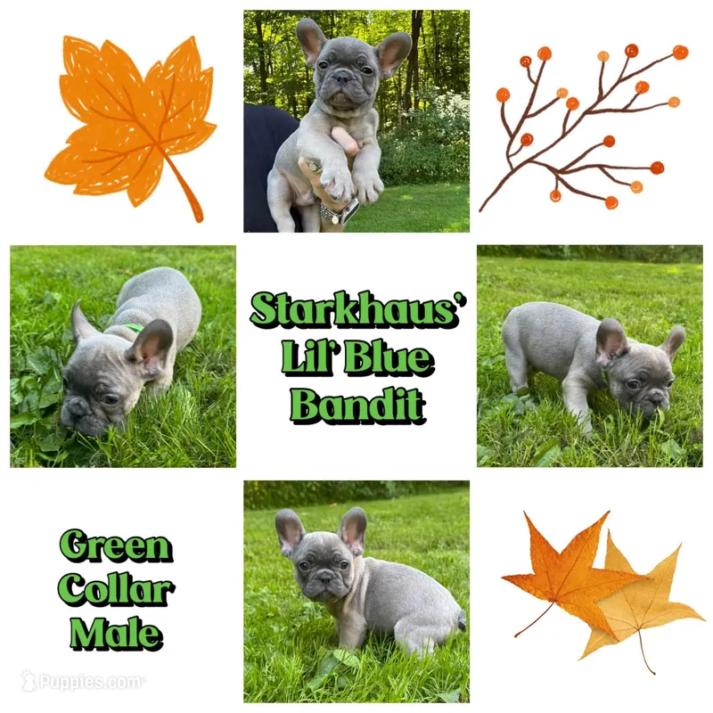 Starkhaus' Lil' Blue Bandit – French Bulldog puppy for sale in Pomfret Center, CT