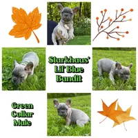 Starkhaus' Lil' Blue Bandit, a male French Bulldog for sale in Pomfret Center, CT – 1 of 1