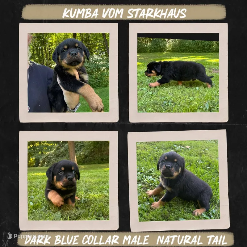 Kumba Vom Starkhaus – Rottweiler puppy for sale in Pomfret Center, CT