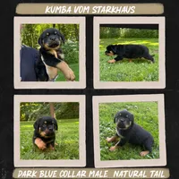 Kumba Vom Starkhaus, a male Rottweiler for sale in Pomfret Center, CT – 1 of 1