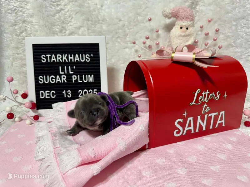 Starkhaus' Lil' Sugar Plum