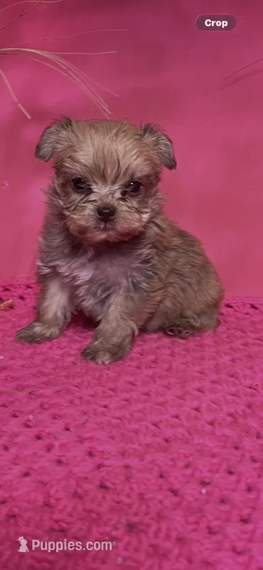 Tiny  – Yorkshire Terrier puppy for sale in Eastman, GA