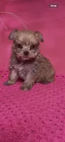 Tiny , a female Yorkshire Terrier for sale in Eastman, GA – 1 of 1