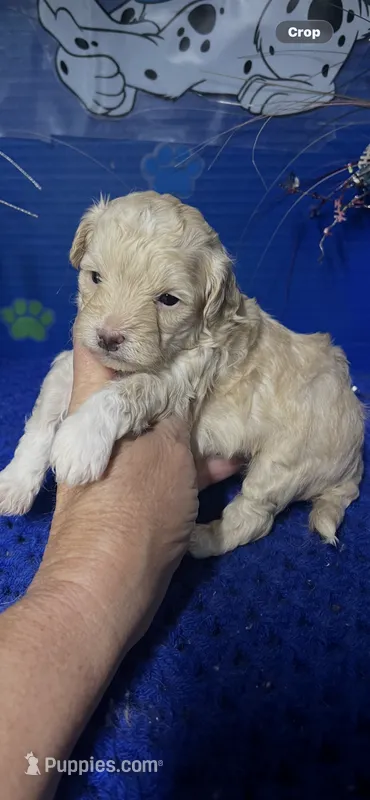 Dodi – Maltipoo puppy for sale in Eastman, GA