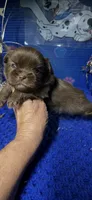Levi, a male Shih Tzu for sale in Eastman, GA – 1 of 1