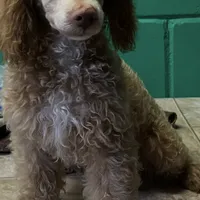 Little red, a male Poodle - Toy  for sale in Eastman, GA – Photo 2 of 2