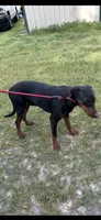 Jackson , a male Doberman Pinscher for sale in Eastman, GA – 4 of 6