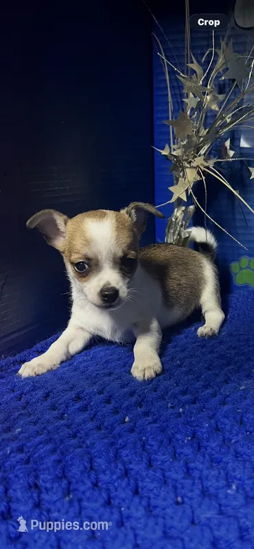 Dallas – Chihuahua puppy for sale in Eastman, GA