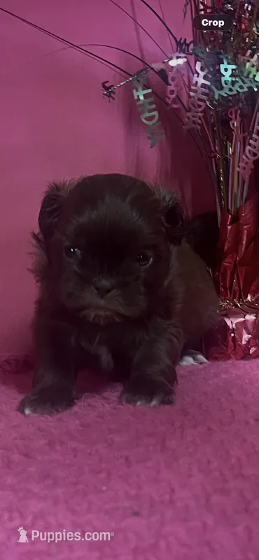 Coco – Shih Tzu puppy for sale in Eastman, GA