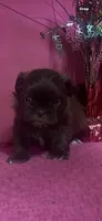 Coco, a female Shih Tzu for sale in Eastman, GA – 1 of 1