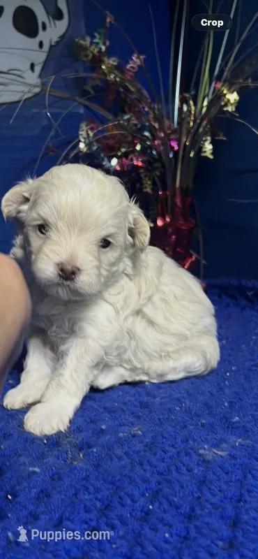 Dutch  – Maltipoo puppy for sale in Eastman, GA