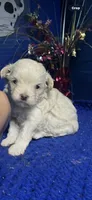 Dutch , a male Maltipoo for sale in Eastman, GA – 1 of 1
