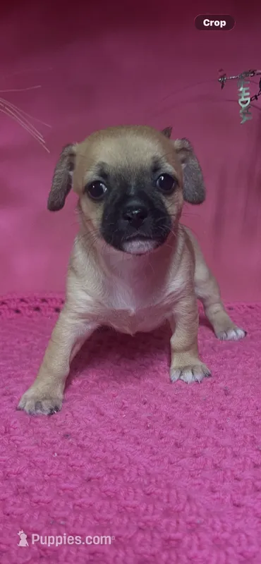 Candy – Chihuahua puppy for sale in Eastman, GA