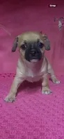 Candy, a female Chihuahua for sale in Eastman, GA – 1 of 1