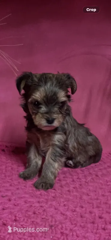 Sara – Yorkshire Terrier puppy for sale in Eastman, GA