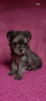 Sara, a female Yorkshire Terrier for sale in Eastman, GA – 1 of 1