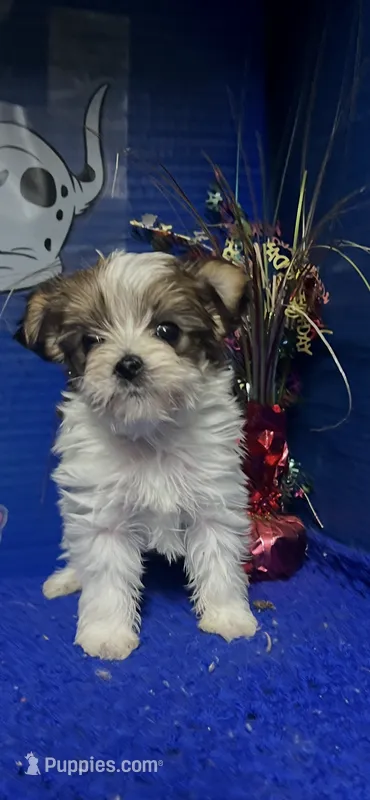 Dodi – Yorkshire Terrier puppy for sale in Eastman, GA