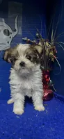 Dodi, a male Yorkshire Terrier for sale in Eastman, GA – 1 of 1