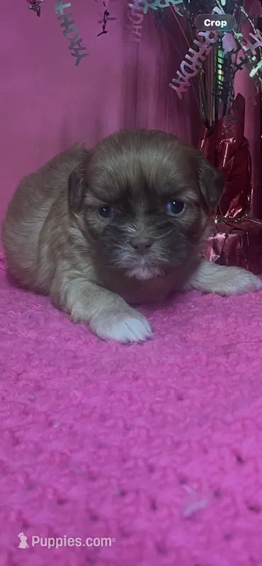 Sandy – Shih Tzu puppy for sale in Eastman, GA
