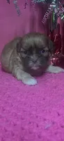 Sandy, a female Shih Tzu for sale in Eastman, GA – 1 of 1