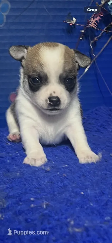 Dallas – Chihuahua puppy for sale in Eastman, GA